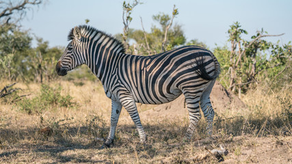 Fototapeta na wymiar Zebra in Africa on safari