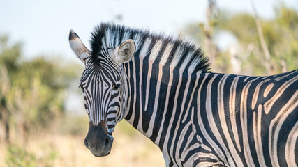 Fototapeta na wymiar A zebra in close up on safari in South Africa. 