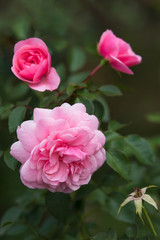 pink rose bush in the garden