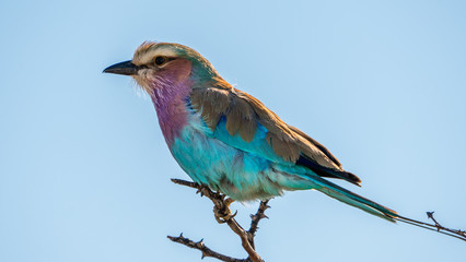 Lilac-breasted roller