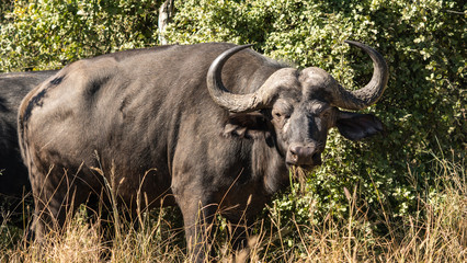Obraz premium A cape buffalo in South Africa with big horns. 