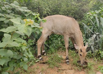 Blue bull is also called nilgai in India.