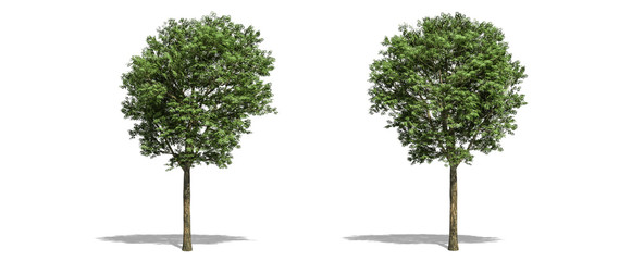 Beautiful fraxinus tree isolated and cutting on a white background with clipping path.