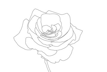 Fleur de Rose graphique