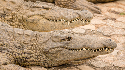 Crocodiles sunning in close up 