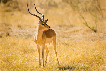Impala