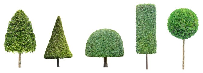 collection set of different shape of topiary tree isolated on white background for formal Japanese and English style artistic design garden with clipping path - Powered by Adobe