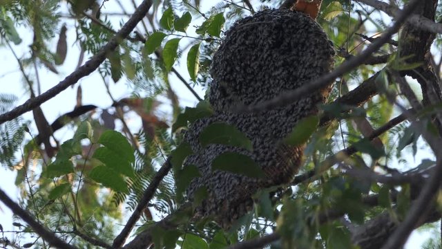 Honeycomb Bee On The Tree