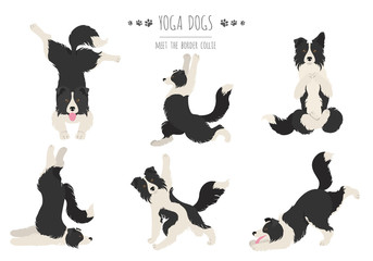 Yoga dogs poses and exercises poster design. Border collie clipart