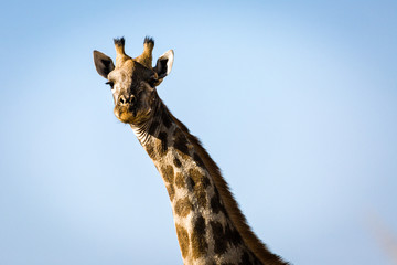 Giraffe