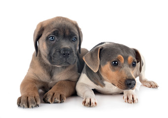 puppy cane corso and brazilian terrier