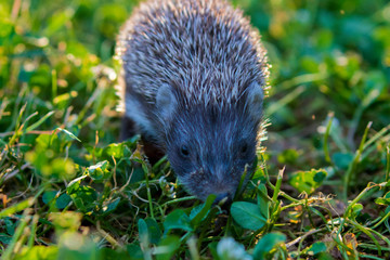 Young hedgehog in the grass