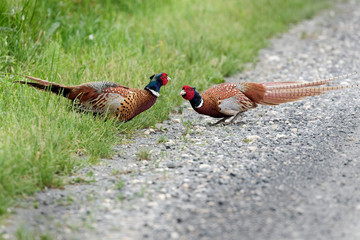 The common pheasant (Phasianus colchicus) fight continental Croatia