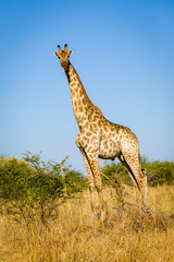 Giraffe