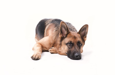 Portrait of a German Shepherd, 3 years old, full body, in front of white background, , copy-space