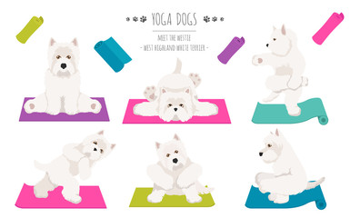 Yoga dogs poses and exercises poster design. West Highland White Terrier clipart