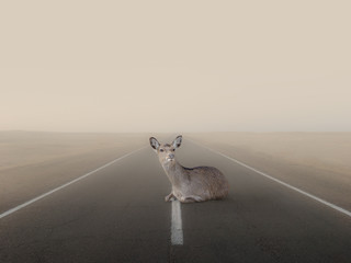Young deer lies on an empty road © PHOTOEURO