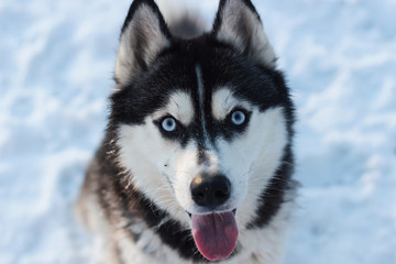 siberian husky in the snow © Kateryna