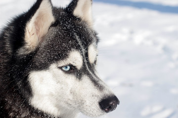 siberian husky in the snow