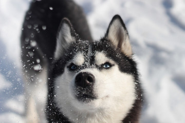 siberian husky in the snow