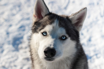 portrait of siberian husky