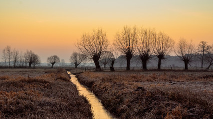 Krajobraz wiejski Podlasia, Podlaskie wierzby, Polska © podlaski49