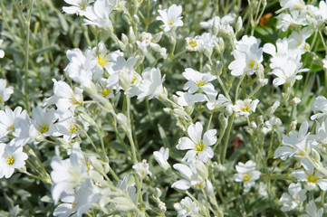 Cerastium biebersteinii or boreal chickweed white flowers