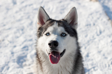 siberian husky in snow