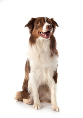 australian shepherd dog