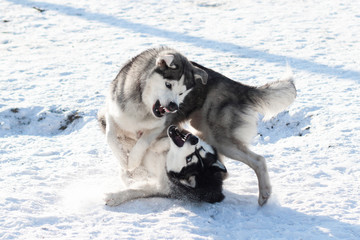 siberian husky dog in the snow