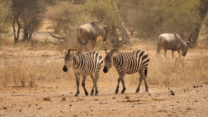 Two zebras walk in the opposite direction from two gnu on the savannah in Tanzania