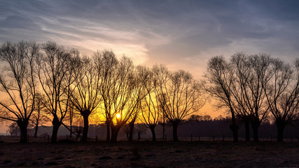 Krajobraz wiejski Podlasia, Podlaskie wierzby, Polska © podlaski49