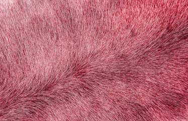 Red texture deer background. Animal fur.