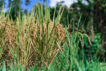 Ears of ripe rice on Asian plantations are photographed in large quantities. Ready-to-harvest rice.