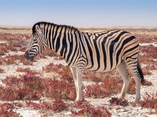 Zebra in the Etosha National Park in Namibia in Africa.