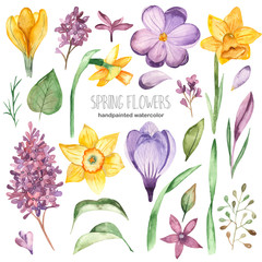 Watercolor set with spring flowers of crocus, lilac, daffodil
