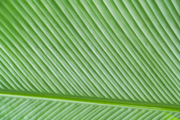 Banana leaf texture as natural background. Floral seamless pattern. Banana palm leaf.