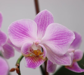 Obraz premium closeup of pink orchid on white background