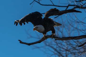 Bald eagle sitting in a tree eagles on a branch