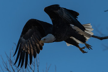 Bald eagle in flight eagles flying