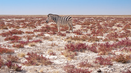 Zebra in the Etosha National Park in Namibia in Africa.