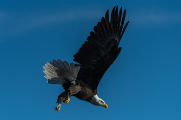 Bald eagle in flight eagles flying