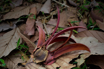 Dipterocarpus alatus seed, Yang gurjan or garjan seed.