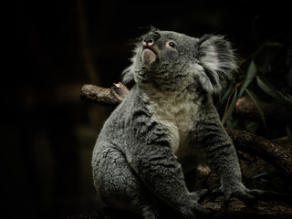 コアラ koala 7
