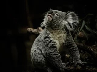 Tuinposter コアラ koala 7 © Akito