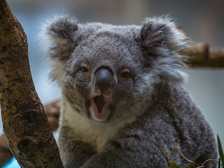 コアラ koala 6