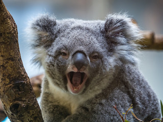 コアラ koala 5
