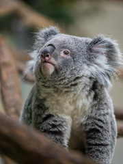 コアラ koala 4