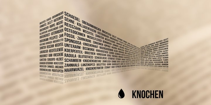 Knochen