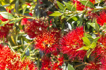 New Zealand Christmas tree red flowers in full bloom